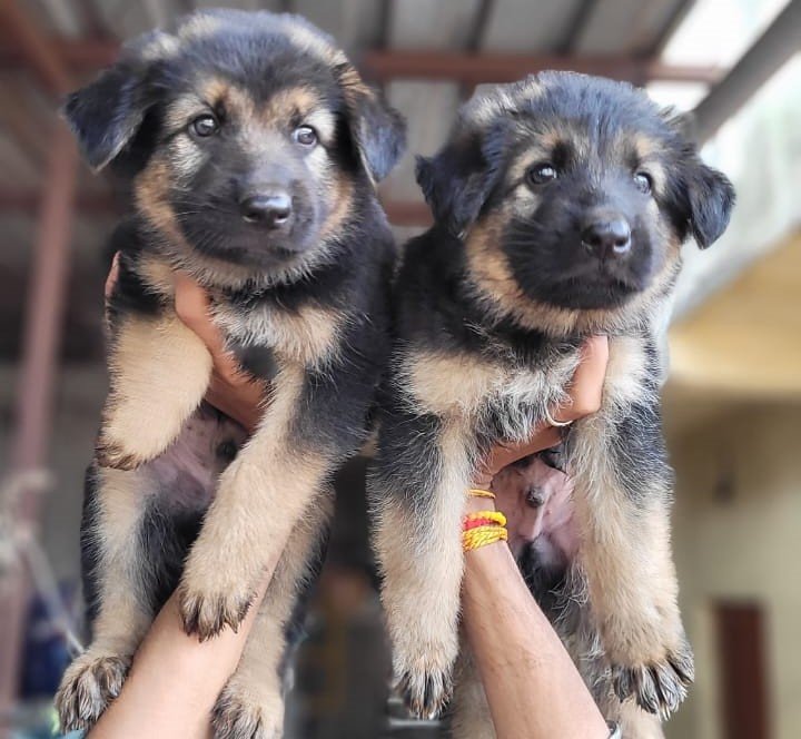 Purchase KCI Registered German shepherd Puppy from Hyderabad